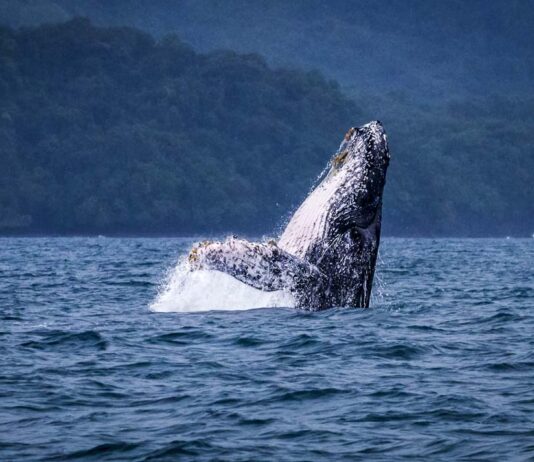Ballenas jorobadas en Panamá: cuando el turismo sostenible toma el timón del Pacífico