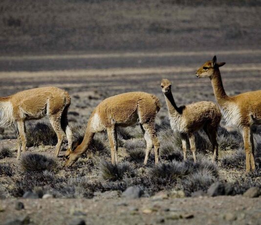 Perú: el destino ideal para recibir el 2026 entre magia, tradición y paisajes inolvidables