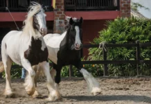 PANACA activa una “Oferta Flash” no la dejes pasar