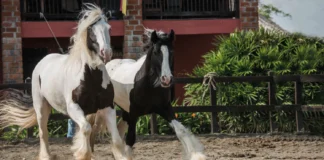 PANACA activa una “Oferta Flash” no la dejes pasar