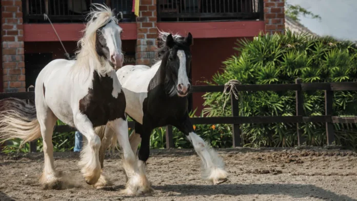 Panaca Caballos