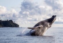 Pacífico Biocultural invita a descubrir el espectáculo de más de 8.000 ballenas en el Pacífico colombiano con un modelo de turismo responsable