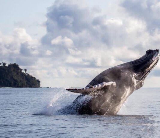Pacífico Biocultural invita a descubrir el espectáculo de más de 8.000 ballenas en el Pacífico colombiano con un modelo de turismo responsable