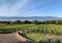 El secreto vitivinícola que florece en la Ribera del Lago de Chapala