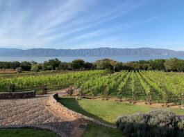 El secreto vitivinícola que florece en la Ribera del Lago de Chapala