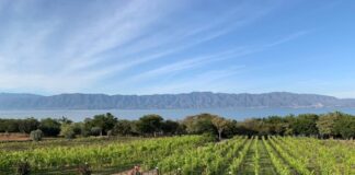 El secreto vitivinícola que florece en la Ribera del Lago de Chapala