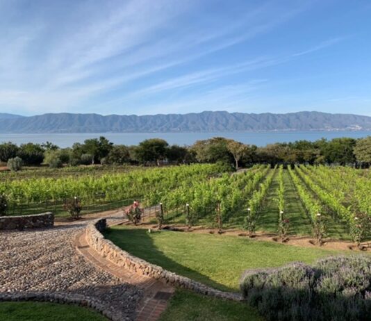 El secreto vitivinícola que florece en la Ribera del Lago de Chapala