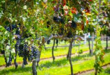 Guanajuato convierte sus Vendimias 2026 en una ruta de vino, gastronomía y tradición por el corazón vitivinícola de México