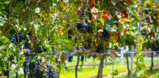 Guanajuato convierte sus Vendimias 2026 en una ruta de vino, gastronomía y tradición por el corazón vitivinícola de México